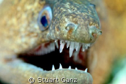 Moray eel, taken w / 60mm macro by Stuart Ganz 